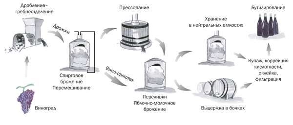 Технология изготовления домашнего вина из винограда